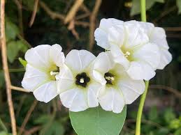 Image result for Turbina longiflora