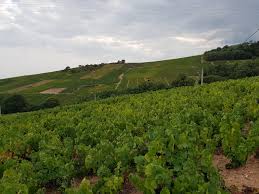 Mais quelles sont les clés du succès et les erreurs à éviter? Vignes A Vendre Dans Le Beaujolais Achat De Vigne Vinea Transaction