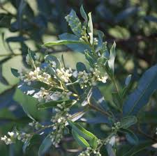 Image result for Ozoroa longipes