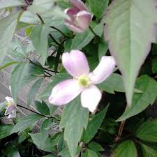 Check spelling or type a new query. Clematis Montana Var Rubens Tetrarose Clematis Montana Tetrarose Uploaded By Jeanette1967