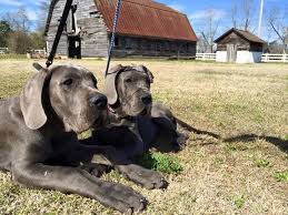 Golden retriever small/medium sized puppy. Tips To Avoid Pet Adoption Scams Happy Tails Travel