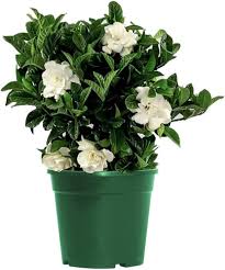 Image result for Gardenia imperialis