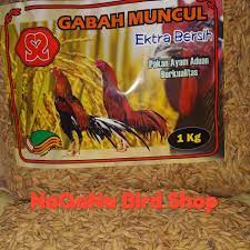 Maybe you would like to learn more about one of these? Gabah Padi Pakan Ayam Jago Aduan Gabah Bangkok Lazada Indonesia