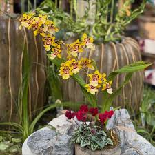 Image result for Selago albomarginata