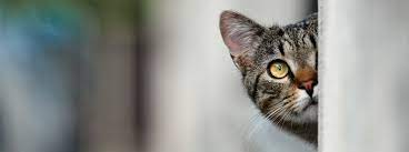 If your cat is sitting alone in corners, she may be hiding away from everything because she simply doesn't know how to handle the adjustment. Cat Senses This Is How Cats Experience The World Purina