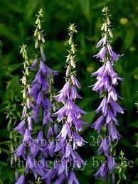 Ladybell Bellflower Family Shade Garden Plants Garden