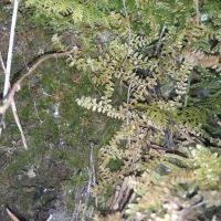 Image result for Selaginella cathedrifolia