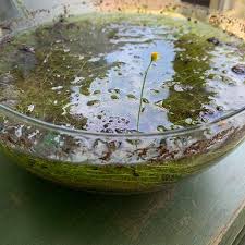 Image result for Utricularia gibba