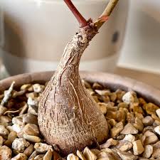 Image result for Phyllanthus mendesii