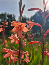 Image result for Watsonia