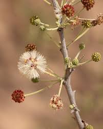 Image result for Acacia luederitzii