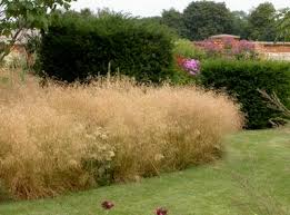 5 Essential Small Grasses In 2020 Grass Grasses Garden Garden Design