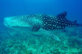 Swimming With Whale Sharks In The Maldives
