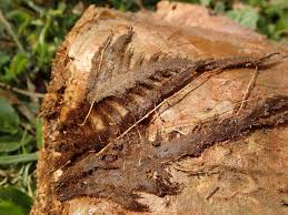 Image result for Platycerium stemaria