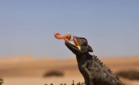 The namibian desert is well known for its large number of endemic dune dwellers, especially lizards, of which there are 30 endemic species. Namibia Desert Tour Swakopmund Namibia Travel Africa