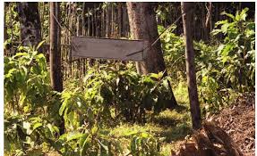 Image result for Isoglossa eliasbandae