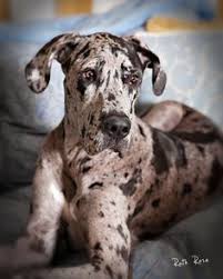 Here's a training bootcamp another important thing to keep in mind is training your puppy. 380 My Love Affair With Danes Ideas Dane Great Dane Dogs