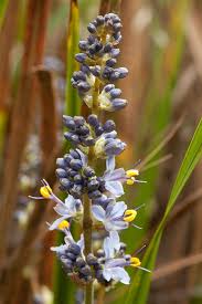 Image result for Aristea