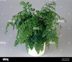 Image result for Adiantaceae