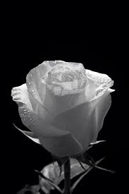 Black And White Rose Wallpaper Wet Rose White Roses Wallpaper Black And White Roses Beautiful Rose Flowers