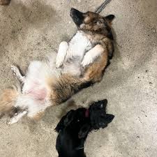 Run Dog Run Inc. added a new photo — at...