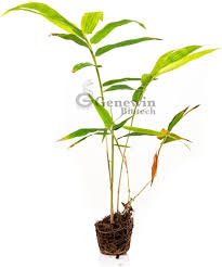 Image result for Bambusa balcooa