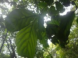 Image result for Strombosia scheffleri