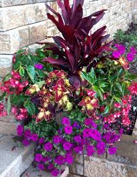Some varieties grow like small bushes, making them inappropriate for indoor locations, while many other varieties thrive indoors in pots under the right conditions, which includes ample light and humidity. Cordyline Accent Plant With Dragonwing Begonia Dipt In Wine Coleus And Wave Petunias By Maple Flower Pots Outdoor Container Gardening Flowers Container Plants