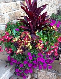 When the plant's roots hold all of the soil, it's time for a transplant. Cordyline Accent Plant With Dragonwing Begonia Dipt In Wine Coleus And Wave Petunias By Maple Flower Pots Outdoor Container Gardening Flowers Container Plants