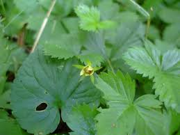 Image result for Potentilla simplex