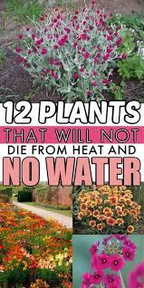 12 Drought Tolerant Flowers And Plants That Ll Add Color To Your Garden Low Maintenance Plants Landscaping Plants Low Water Plants