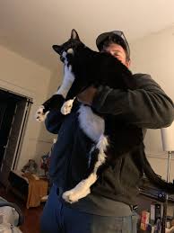 Mr Biggles My Giant Tuxedo Cat Boyfriend For Scale Tuxedo Cat Baby Cats Cats