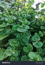 Image result for Drymaria