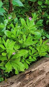 Image result for Talinum fruticosum