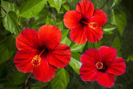Image result for Hibiscus noldeae