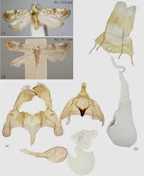 Image result for Cathormion altissimum