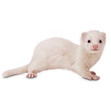 So, how much does a ferret cost at petsmart? Ferrets For Sale Live Pet Ferrets For Sale Petco