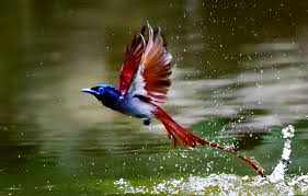 éåºæé´åç°æ¼äº®å°é¸ï¼è¢«ç§°âæä¸­ä»å­âï¼éé¸èåç¾½æ¯èªå¨åç½_ç»¶å¸¦é¸