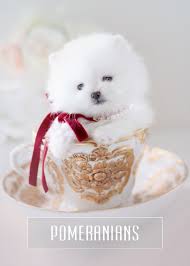 Teacup puppies for sale, las vegas, nevada. Toy Teacup Puppies For Sale Teacups Puppies And Boutique