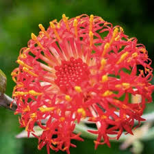 Image result for Kleinia abyssinica