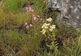 Image result for Crassula vaginata