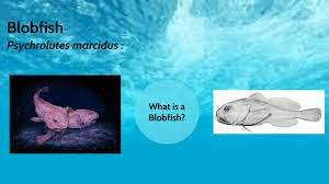 … this is the most common picture you will see of a blobfish that is housed in the australian museum. Blobfish By Parker Fitzpatrick