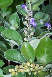 Image result for Vitex trifolia