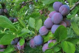 Maybe you would like to learn more about one of these? Imperial Epineuse European Plum Cloud Mountain Farm Center Nursery