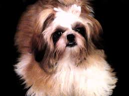 Pph offers boarding, presidential luxury suites with queen sized beds and flat screened tvs, chandeliers, doggie day care services on therapeutic rubber floors, grooming, a zen holistic room, training and a boutique. Posh Pets Grooming Academy Petsclub