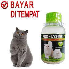 Vitamin untuk elak bulu kucing gugur. Vitamin Kucing Kurus Penambah Berat Badan Pro Lysine Lazada Indonesia