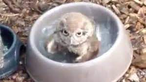 Baby owl takes a bath. Video Shows Baby Owl Splashing Around In A Bird Bath Daily Mail Online