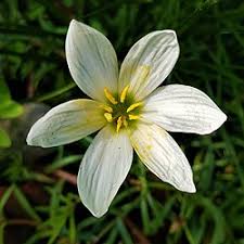 Image result for Zephyranthes candida