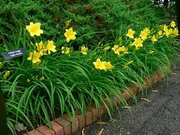 Check spelling or type a new query. Daylilies Umn Extension