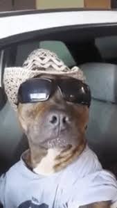 Driving down murray blvd in beaverton, or and saw this dog wearing sunglasses in a car. Ilmu Pengetahuan 8 Dog Glasses Gif